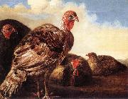 CUYP, Aelbert Domestic Fowl  fg oil painting